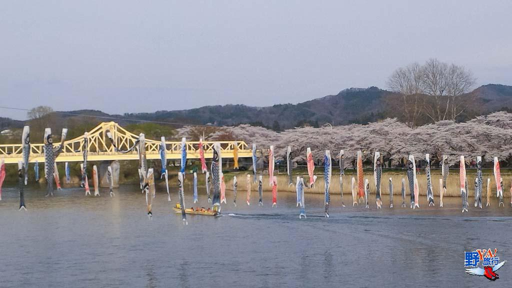 日本東北櫻開花預測 北上展勝地 交通、渡船攻略 @去旅行新聞網 日本東北岩手 北上展勝地櫻花-1-