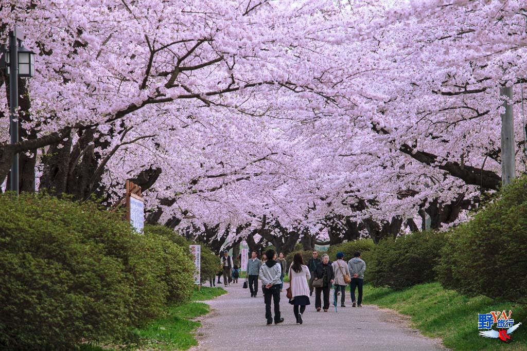 日本東北櫻開花預測 北上展勝地 交通、渡船攻略 @去旅行新聞網 日本東北岩手 北上展勝地櫻花-1-1346