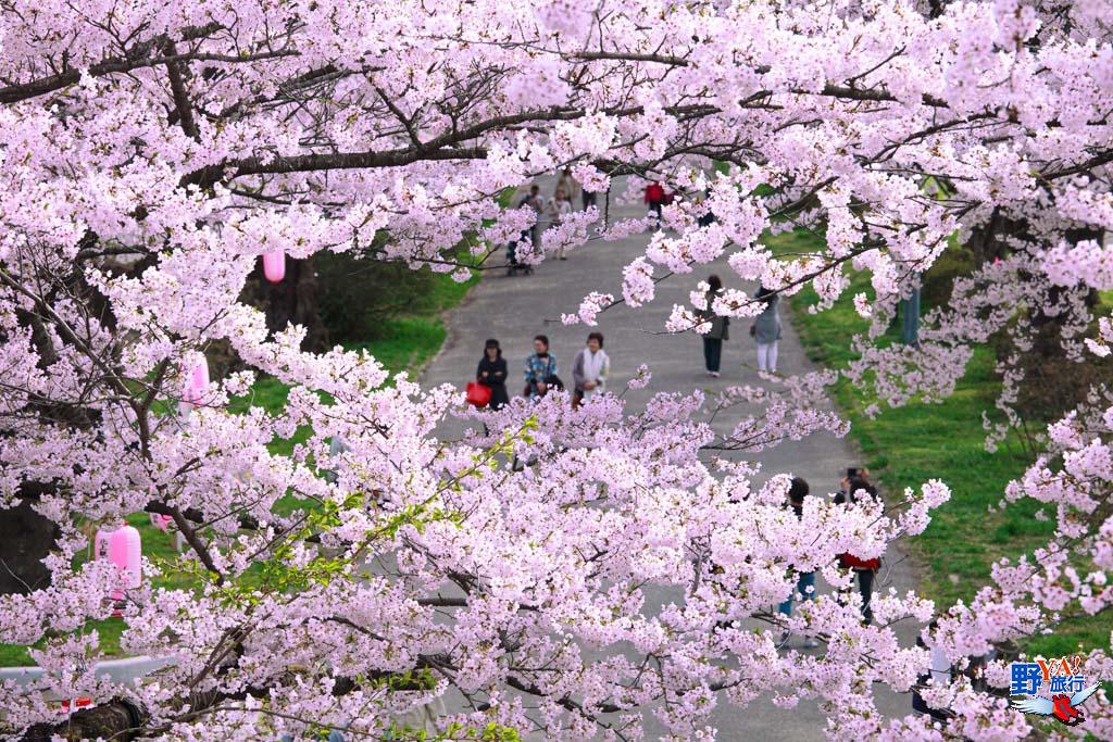 日本東北櫻開花預測 北上展勝地 交通、渡船攻略 @去旅行新聞網 日本東北岩手 北上展勝地櫻花-1341