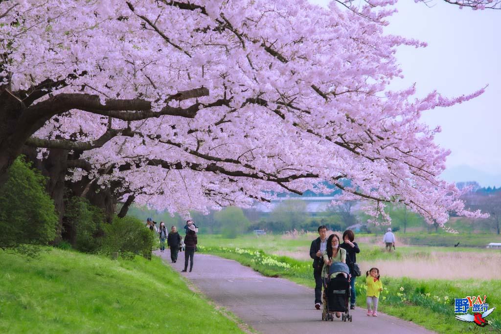 日本東北櫻開花預測 北上展勝地 交通、渡船攻略 @去旅行新聞網 日本東北岩手 北上展勝地櫻花-1350