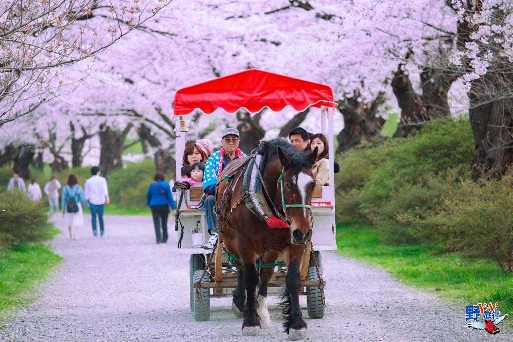 日本東北櫻開花預測 北上展勝地 交通、渡船攻略 @去旅行新聞網 日本東北岩手 北上展勝地櫻花-1370