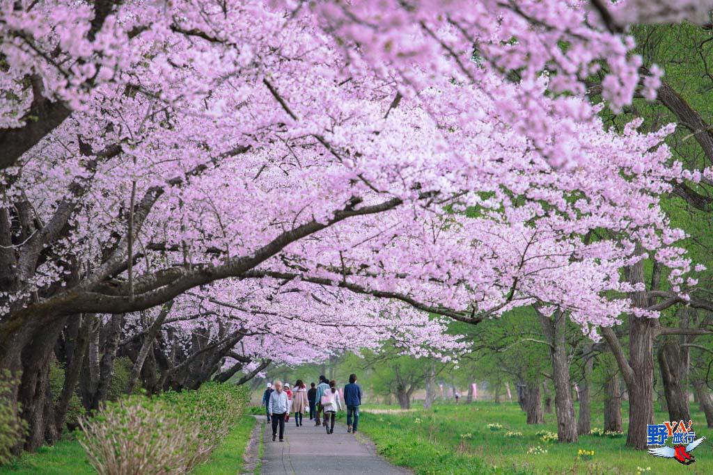 日本東北櫻開花預測 北上展勝地 交通、渡船攻略 @去旅行新聞網 日本東北岩手 北上展勝地櫻花-1380