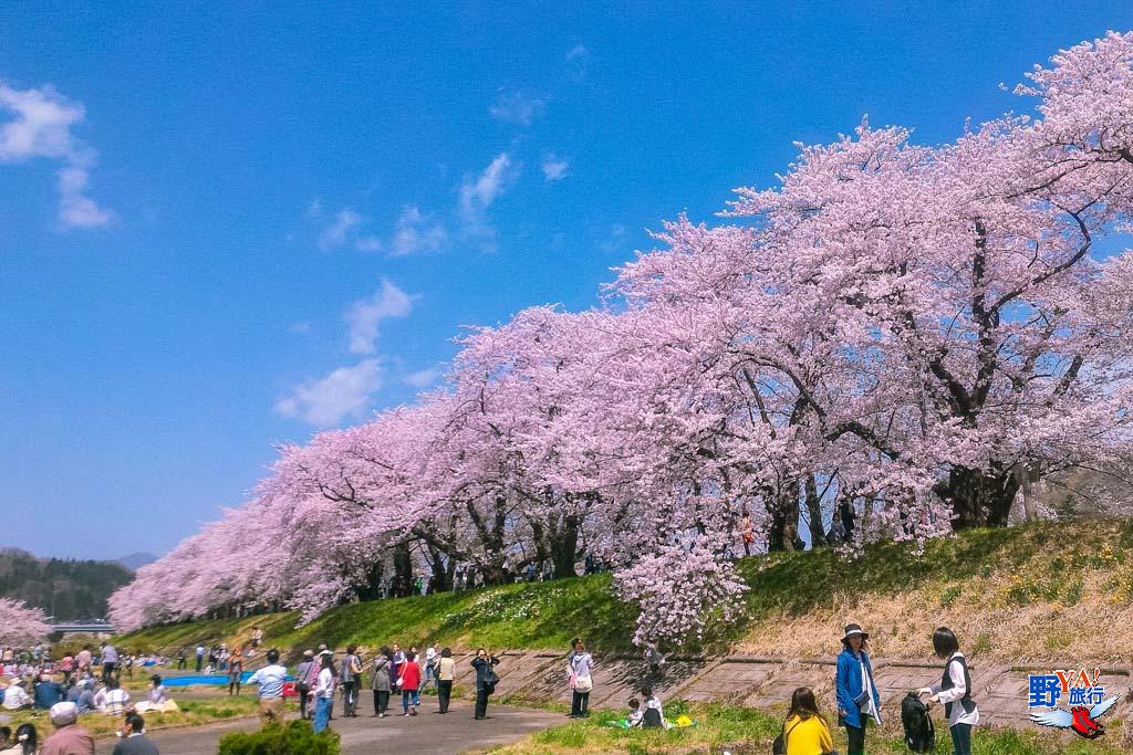 日本東北秋田 角館櫻花-