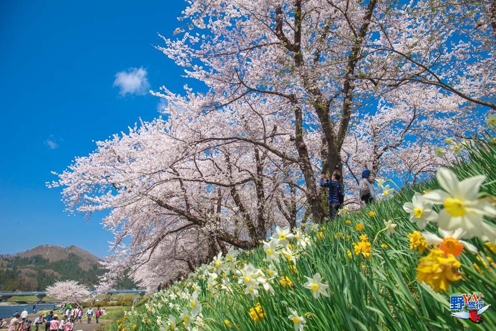 日本東北秋田 角館櫻花-2366