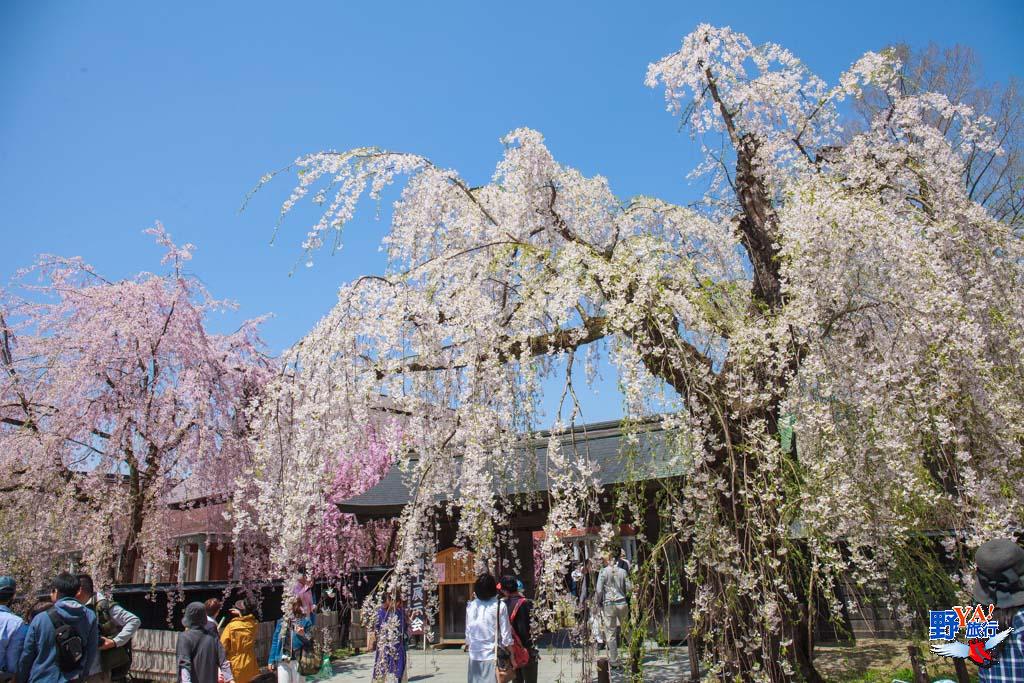 日本東北秋田 角館櫻花-2382