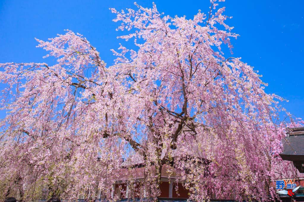 日本東北秋田 角館櫻花-2386