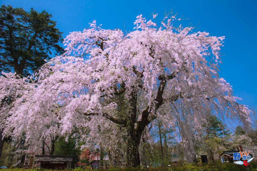 日本東北秋田 角館櫻花-2430