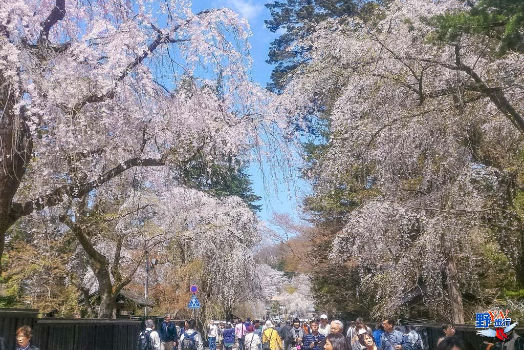 日本東北秋田 角館櫻花--6