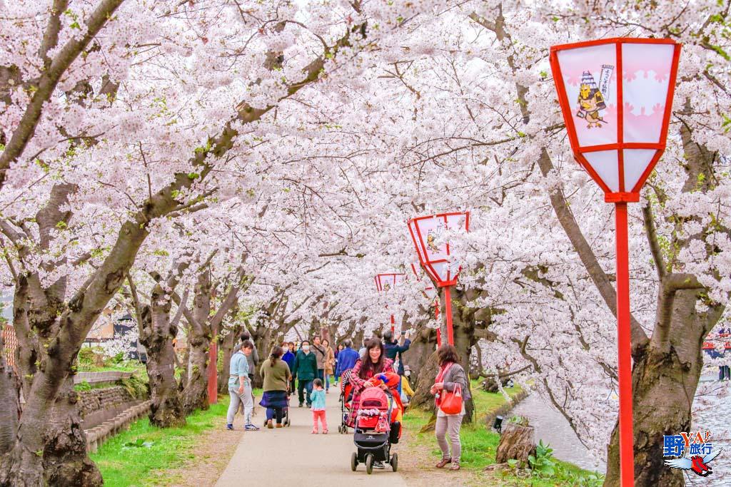 日本東北青森 弘前城櫻花-2020