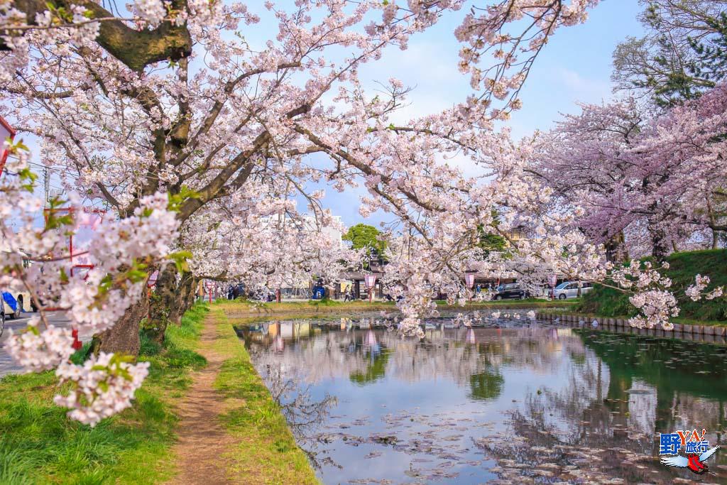 日本東北青森 弘前城櫻花-2101