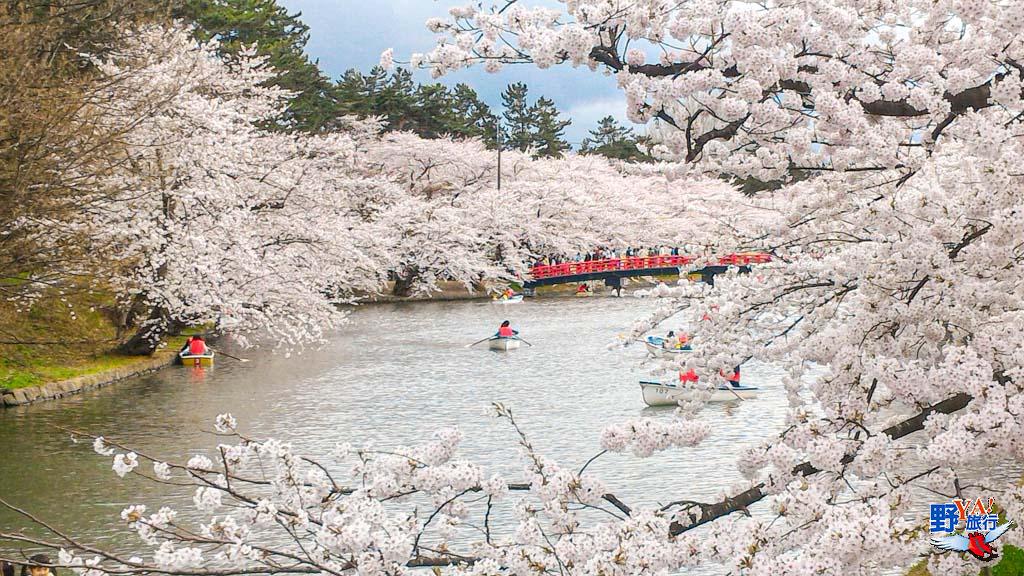 日本東北青森 弘前城櫻花--7