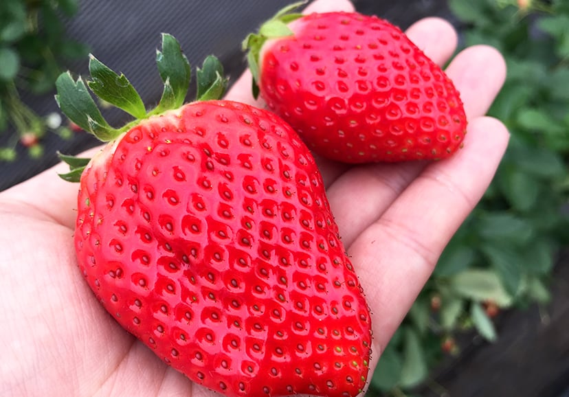 櫻花草莓天堂在日光 季節限定美食4月1日起登場 @去旅行新聞網