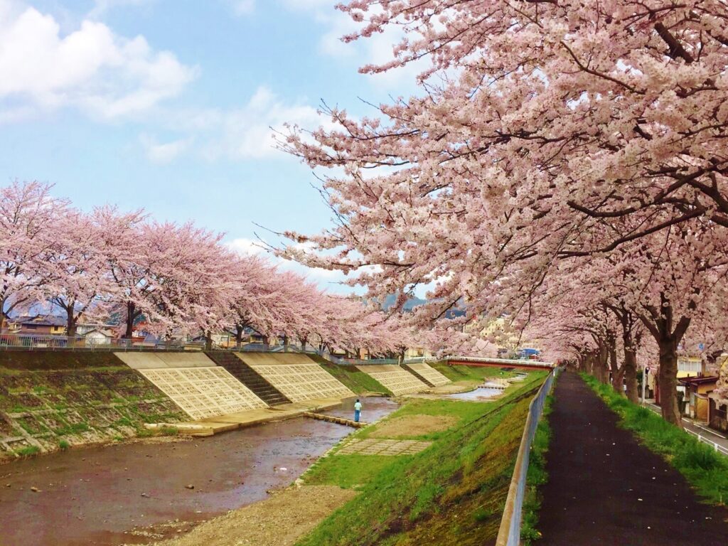 2024京都府櫻花景點推薦》京都河堤、池塘與櫻花的協奏曲 @去旅行新聞網