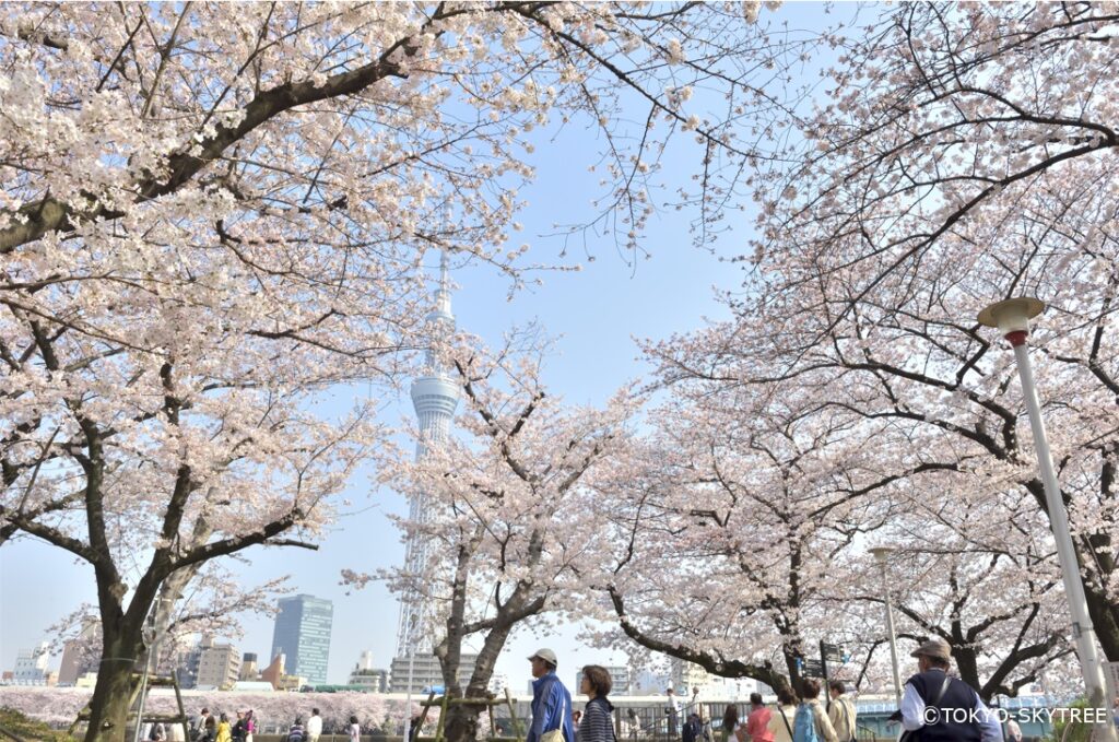 2024日本關東栃木櫻花祭浪漫登場 @去旅行新聞網