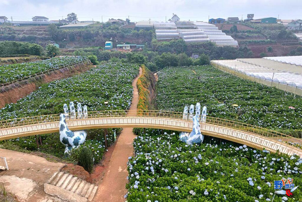 越南大叻繡球花園Garden Hydrangeas 一年四季都開花 @去旅行新聞網
