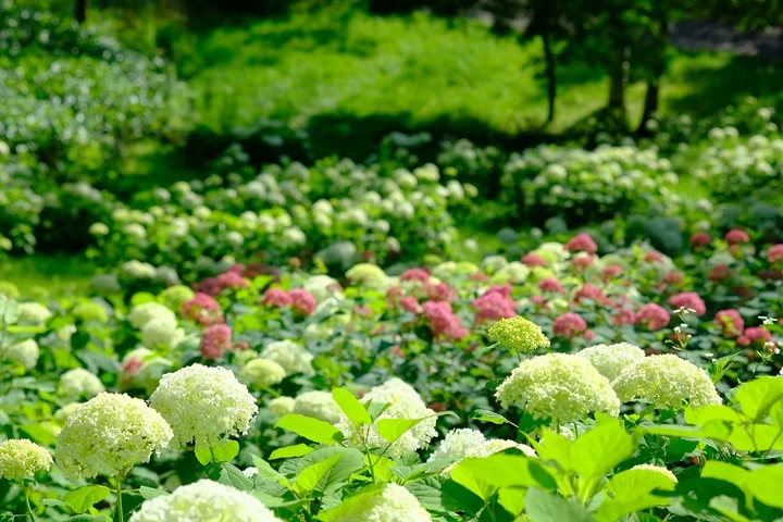 札幌瀧野鈴蘭丘陵公園百花盛開 享受北海道短暫美好的夏天！ @去旅行新聞網