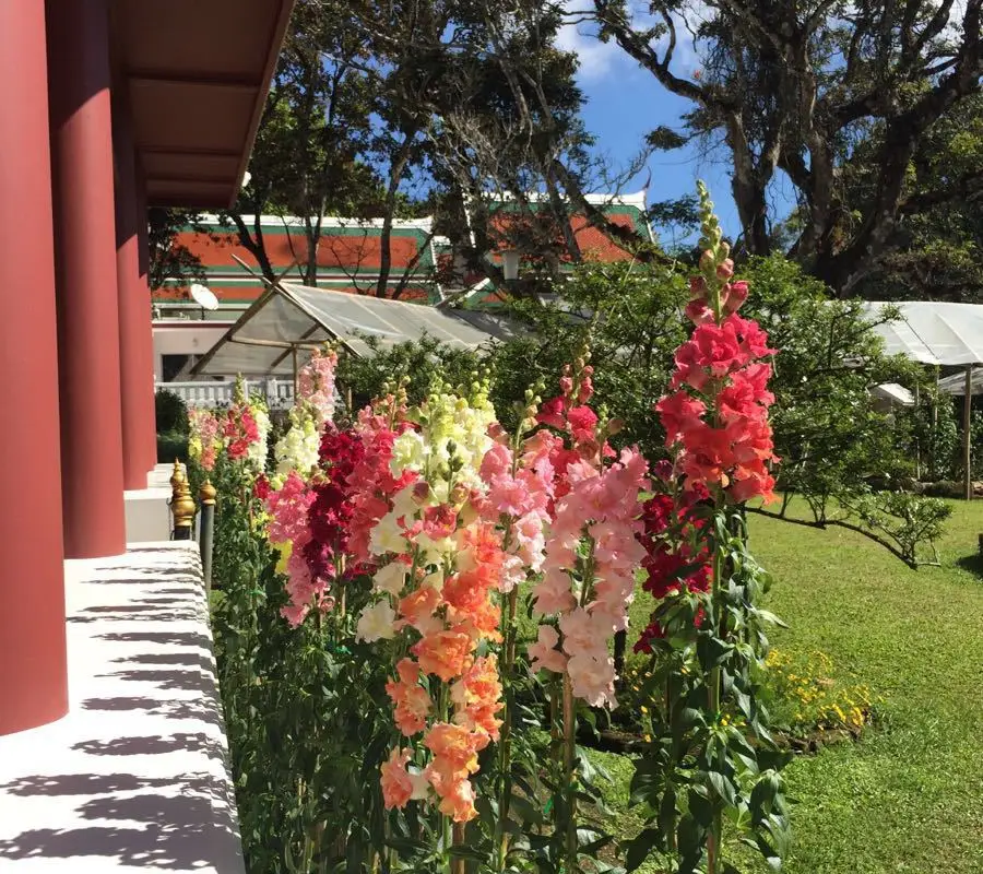 清邁素帖山皇室玫瑰園 蒲屏皇宮Bhubing Palace夏宮美景 @去旅行新聞網