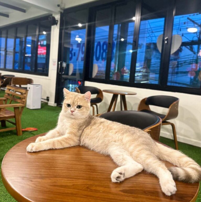 泰北清萊貓咖啡CAT ‘n’ A CUP Cat Cafe擼貓喝咖啡 @去旅行新聞網