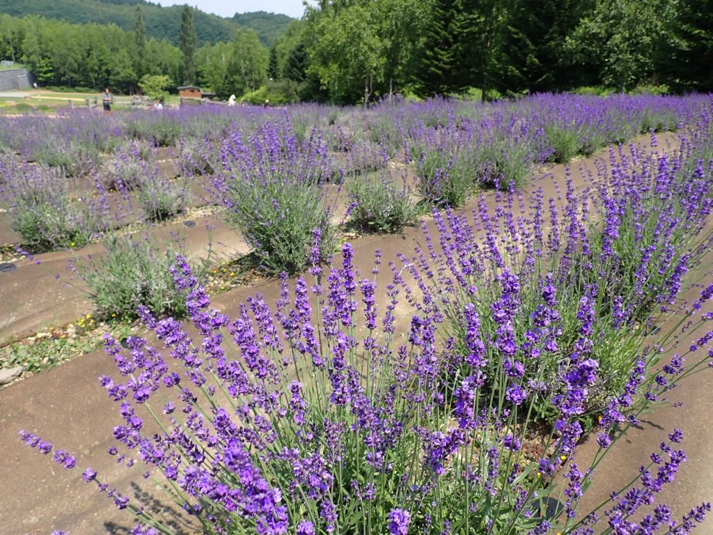 札幌瀧野鈴蘭丘陵公園百花盛開 享受北海道短暫美好的夏天！ @去旅行新聞網