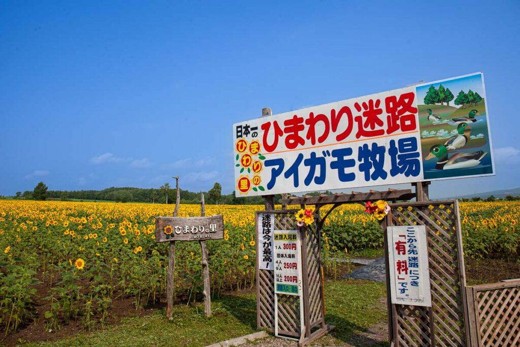 2024北龍町向日葵之里200萬朵向日葵花綻放 @去旅行新聞網