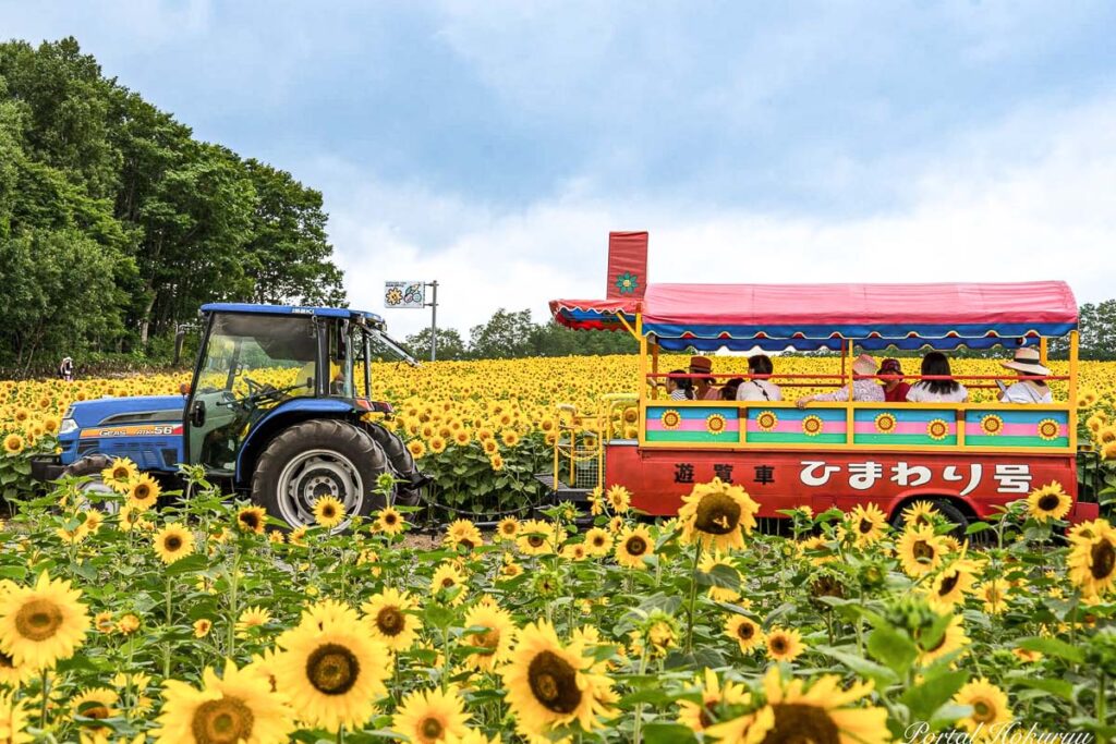 2024北龍町向日葵之里200萬朵向日葵花綻放 @去旅行新聞網