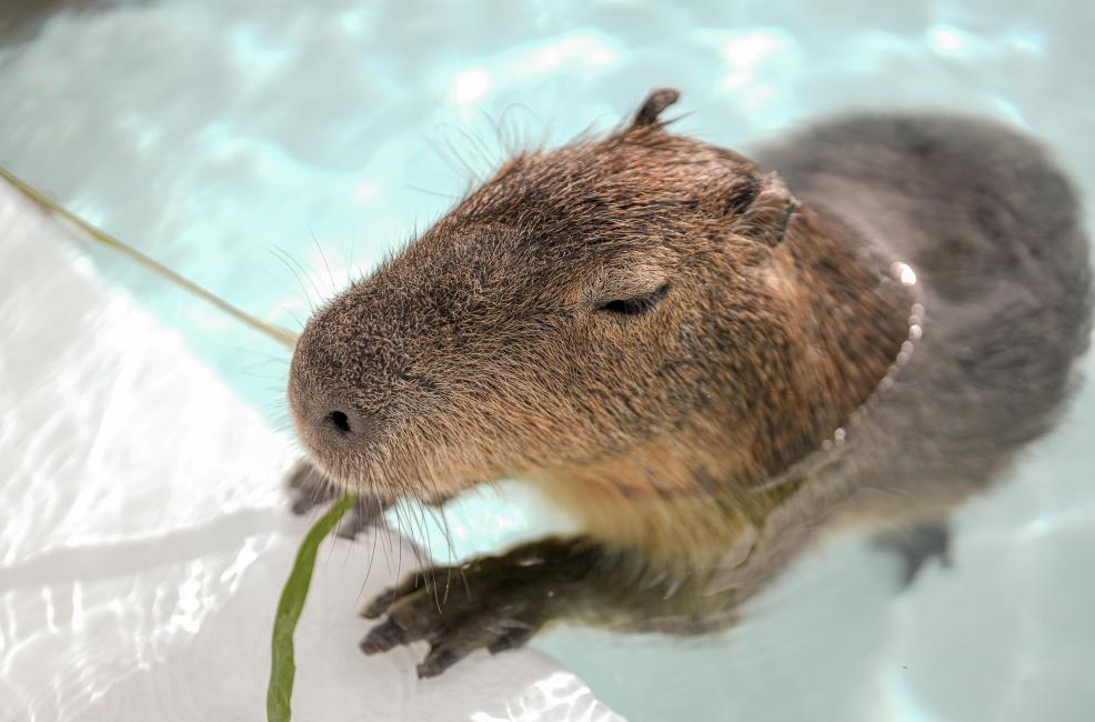 KKday推夏日清涼玩法 全台水族館、水樂園最暢銷 @去旅行新聞網