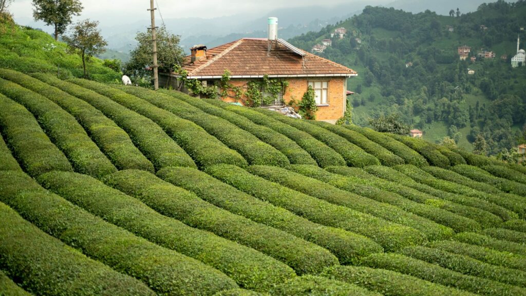 里澤茶園梯田全景|土耳其黑海沿岸茶葉種植區翠綠景觀