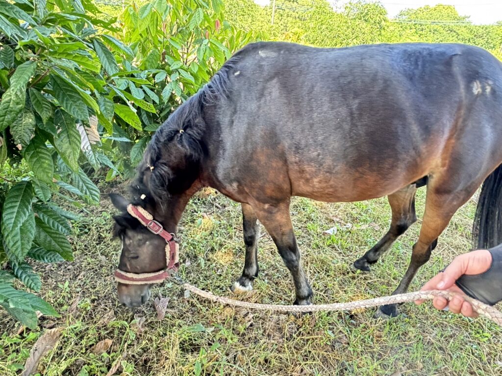 武陵農場夏季魅力繡球花海粉彩登場 訪桃山瀑布嘗水蜜桃酸甜滋味 @去旅行新聞網