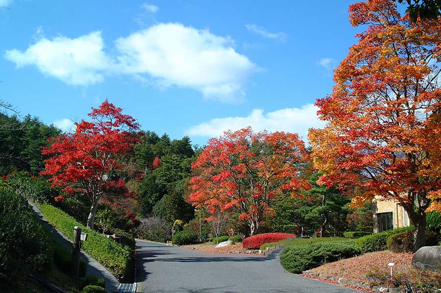 廣島秋季必訪景點9選 火紅楓葉、心形紅葉、金黃銀杏美到窒息 @去旅行新聞網