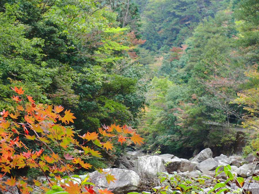 廣島秋季必訪景點9選 火紅楓葉、心形紅葉、金黃銀杏美到窒息 @去旅行新聞網