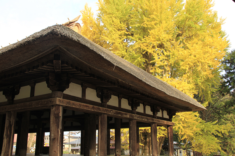 日本東北賞楓推薦 精選福島賞楓景點TOP10 @去旅行新聞網 1.新宮熊野神社 長床大銀杏-照片出處(福島縣觀光復興推進委員會)