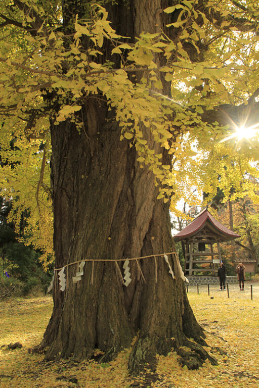 日本東北賞楓推薦 精選福島賞楓景點TOP10 @去旅行新聞網 3.新宮熊野神社長床大銀杏-照片出處(福島縣觀光復興推進委員會)