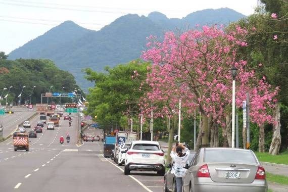 台北街道美人樹攻略地圖 @去旅行新聞網