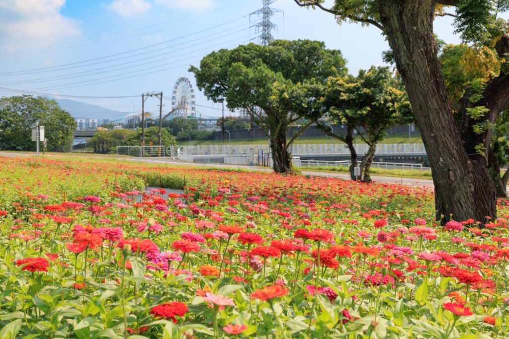 北市首波河濱花海登場！百日草艷麗花海綻放河雙21公園 @去旅行新聞網