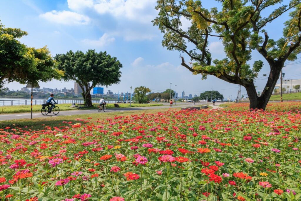 北市首波河濱花海登場！百日草艷麗花海綻放河雙21公園 @去旅行新聞網