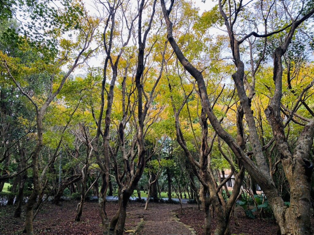 陽明山秋冬三原色 銀杏、楓葉、茶梅共繪美景 @去旅行新聞網