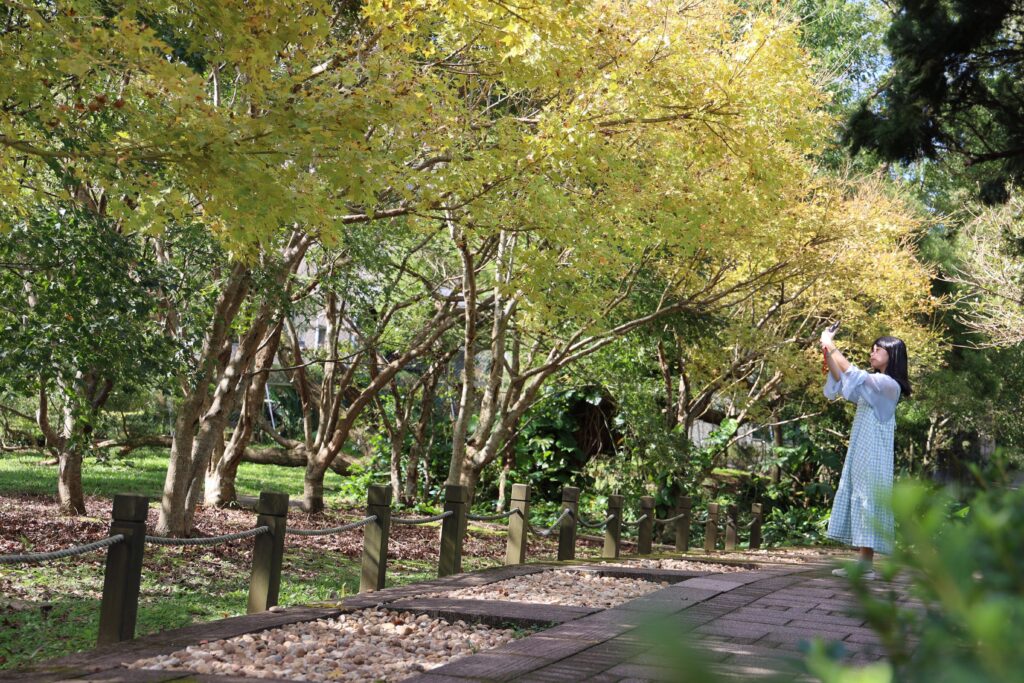 桃園大溪月眉人工濕地 夢幻湖落羽松轉紅 @去旅行新聞網