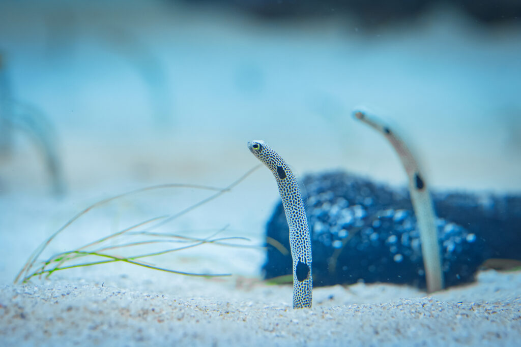 冬の水族館戀愛物語【第五章：鰻想跟你在一起】 從0到100%的獨家戀情加溫秘笈    快來譜下獨一無二的冬日戀曲 @去旅行新聞網