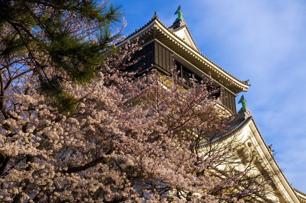 國內外賞櫻推薦，五福旅遊日本賞櫻最低免3萬，韓國釜山鎮海櫻花最熱門 @Tournews