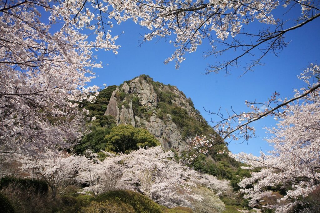 國內外賞櫻推薦，五福旅遊日本賞櫻最低免3萬，韓國釜山鎮海櫻花最熱門 @Tournews