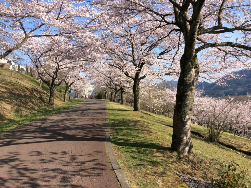 國內外賞櫻推薦，五福旅遊日本賞櫻最低免3萬，韓國釜山鎮海櫻花最熱門 @Tournews