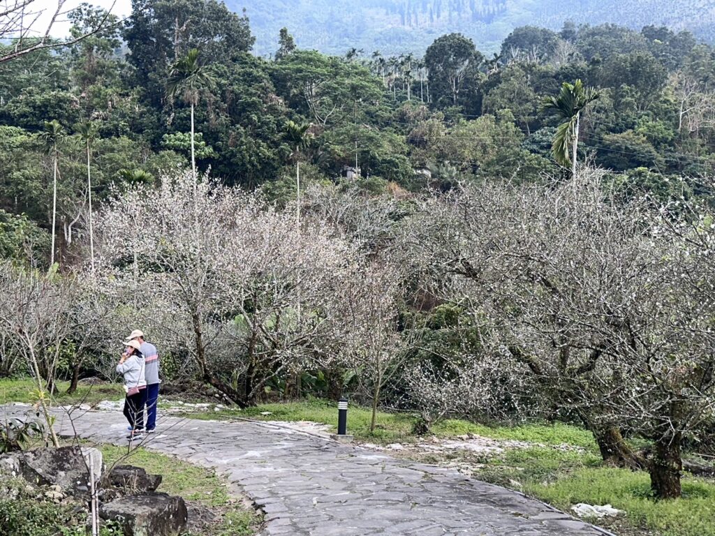 台南梅嶺梅花大爆發 賞梅嘗美食順遊曾文水庫盡覽嘉南山水美景 @去旅行新聞網