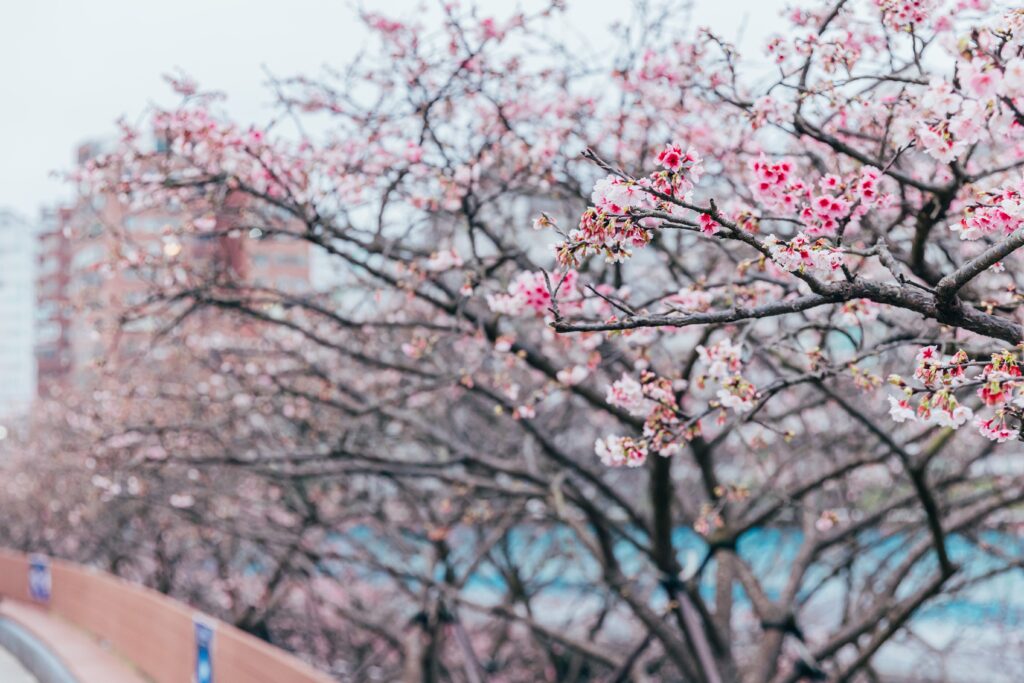 名古屋城春祭賞櫻花！夜櫻點燈活動 @去旅行新聞網