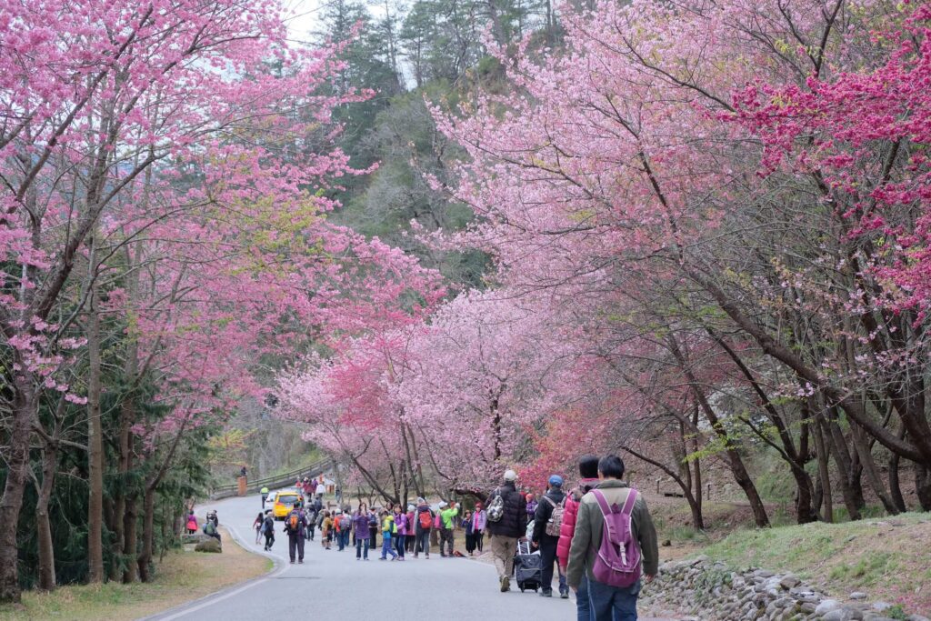 雄獅推2025台日韓櫻花季必遊路線  武陵保證入園泊山上旅宿  福森號訪阿里山粉紅花海     獨家企劃日本櫻花樹下野餐、韓8大賞櫻勝地一次造訪 @去旅行新聞網