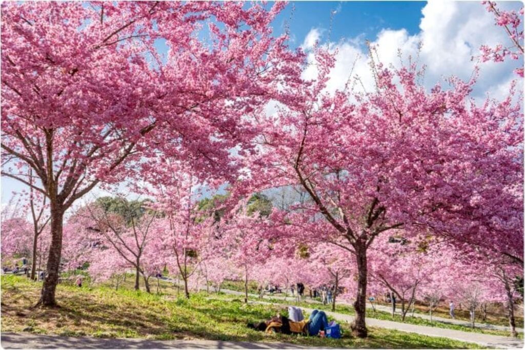 雄獅推2025台日韓櫻花季必遊路線  武陵保證入園泊山上旅宿  福森號訪阿里山粉紅花海     獨家企劃日本櫻花樹下野餐、韓8大賞櫻勝地一次造訪 @去旅行新聞網