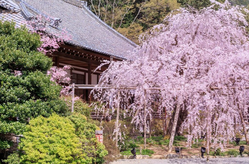 京都春日賞櫻秘境 山科、伏見地區悠閒賞櫻攻略 @去旅行新聞網