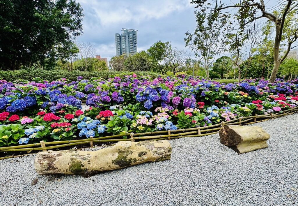 大安森林公園杜鵑花季現秘密武器 繡球花週六先登場 @去旅行新聞網