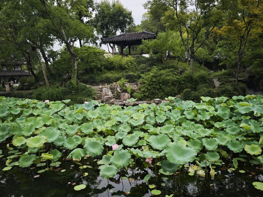 拙政園尋幽：一園看盡江南夢，荷花深處遇蘇州 @去旅行新聞網