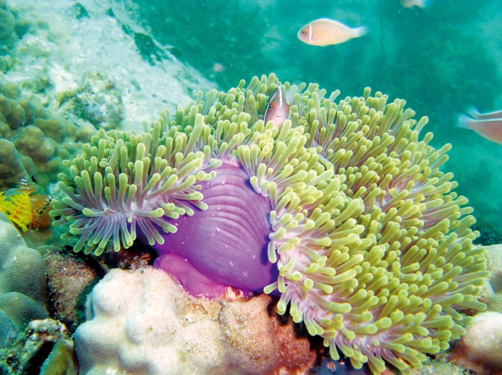 泰國健康旅遊（五）象島永續旅遊指南：泰國綠色示範島嶼的生態探險與海島秘境 @去旅行新聞網
