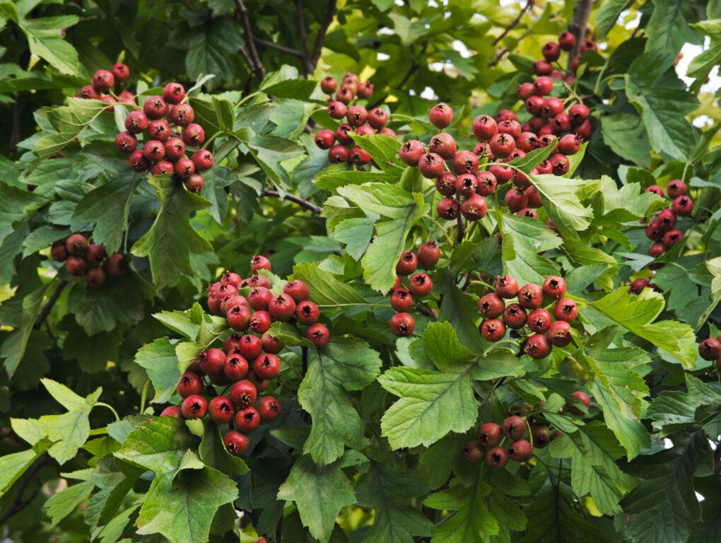 中國遼金建築巔峰！大同華嚴寺深度探秘，遇見遼代彩塑「東方維納斯」 @去旅行新聞網